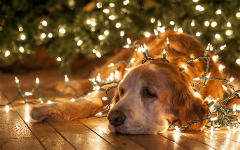 cane triste sotto l albero di natale scaricare gratis