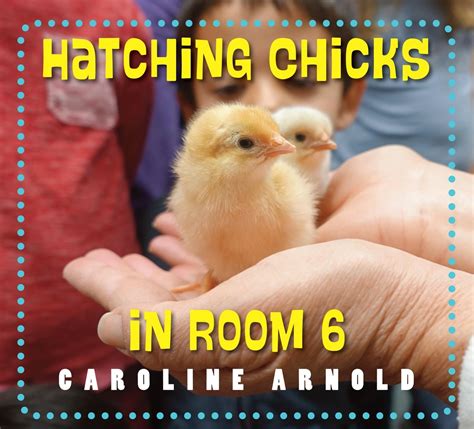 hatching chicks in room 6 by caroline arnold penguin books australia