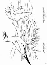 Gull Dover Publications Doodle Birdwatcher sketch template