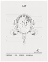 Fetus Womb Uterus sketch template