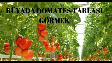 rueyada domates tarlasi goermek ne anlama gelir youtube
