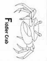Crab Fiddler Coloring Pages Animals Animal sketch template