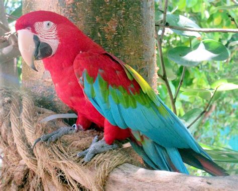 parrot  jungle island smithsonian photo contest smithsonian magazine
