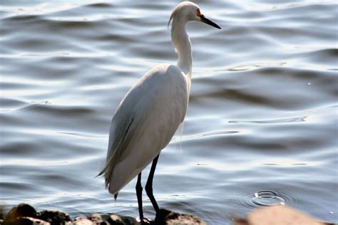 white egret   photo  freeimages