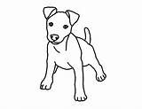 Jack Russell Dog Drawing Clipartmag Terrier sketch template