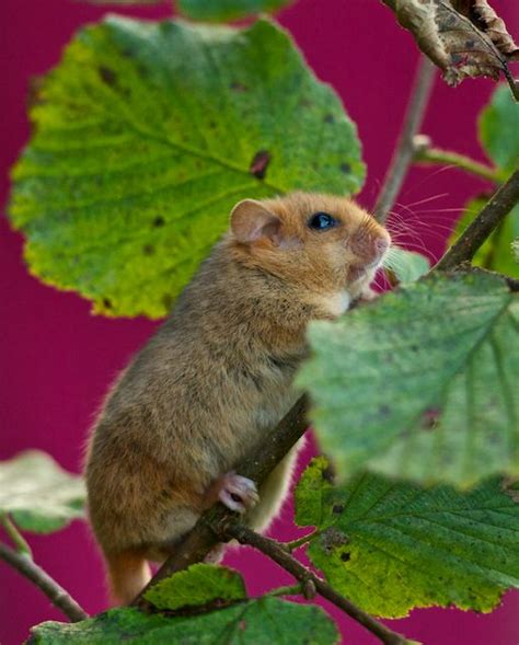 british wildlife centre keepers blog common dormouse species profile