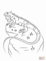 Iguana Coloring Pages Marine Lizards Printable Leguaan Kleurplaat Drawing Drawings 87kb 1200px sketch template