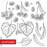 Linden Tree Outline Tilia Flower Vector Bract Bunch Contour Isolated Basswood Ornate Leaf Fruit Coloring Summer Background Book Set Style sketch template