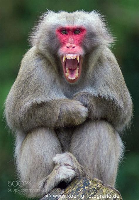 animal photography angry monkey pet monkey animal photography animals