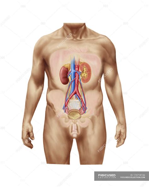 illustrazione medica dellanatomia del sistema urinario maschile circolazione fisiologia