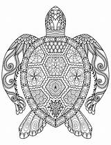 Turtle Coloring Sea Birijus Adults Adult Pages sketch template