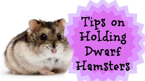tips on holding dwarf hamsters … for my future hamster dwarf…