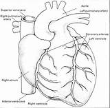 Heart Drawing Liver Disease Human Lungs Pig Diagram Getdrawings Drawings Paintingvalley sketch template