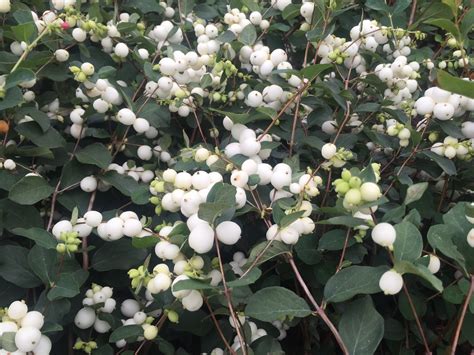 buy snowberry symphoricarpos hedging plants view  varieties