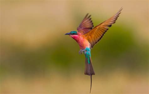 banco de imagenes gratis ave de colores exoticos volando por el bosque