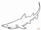 Shark Nurse Coloring Clipart Pages Color Online Clipground sketch template