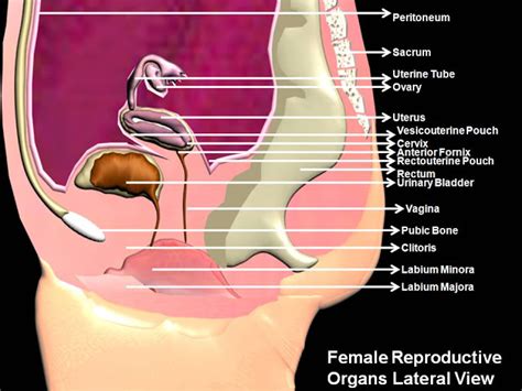 Subhaditya Infoworld Human Female Reproductive Organs And
