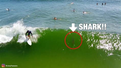 summertime nostalgia awesome shark drone footage sharks filmed swimming close  surfers