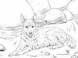 Dingo Coloring Lying Ground Lupus Canis sketch template