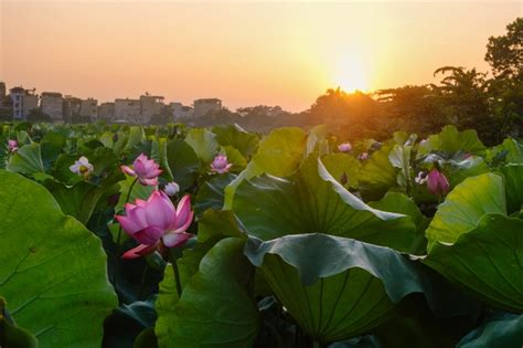 lotus flowers leisure and travel vietnam golf magazine
