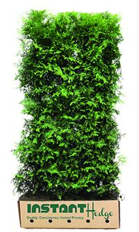 plant   leyland cypress trees