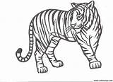 Tigres Coloringhome Getcolorings Insertion sketch template