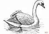 Swan Swans Sheets Flotando Cisne Mute Bird Categorías sketch template