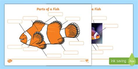parts   fish labelling sheets   sea animal classification