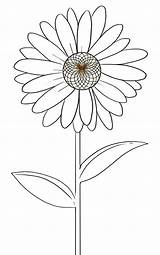 Draw Daisy Flower Drawing Step Flowers Drawings Outline Coloring Pages Gerbera Drawn Pencil Daisies Pink Easy Getdrawings Dragoart Paintingvalley Color sketch template