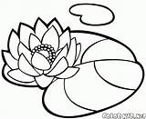 Waterlily sketch template