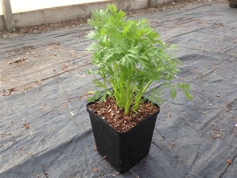 learn  growing carrots  containers properly rooted