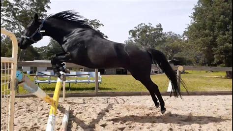 teach  horse  jump black beauty  time