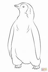 Penguin Coloring Baby Pages Penguins Cute Printable Drawing Popular sketch template