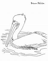 Pelican Coloring Pages Kids Printable Brown Animals Water Education Formats Available sketch template