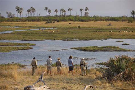 sandibe okavango safari lodge okavango delta