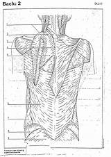 Muscles Back 2310 Bio Objectives Exercise Coloring sketch template