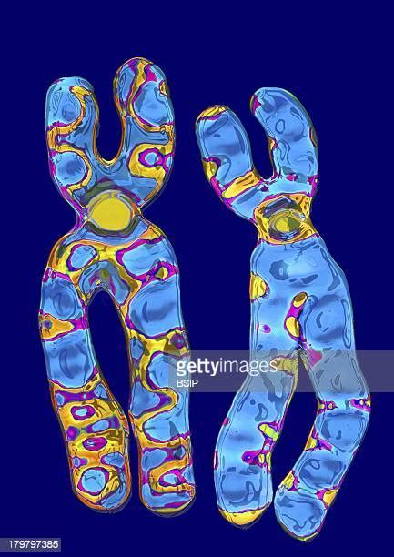 Homologous Chromosomes Photos And Premium High Res Pictures Getty Images