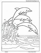 Dolphins Dolfijnen sketch template