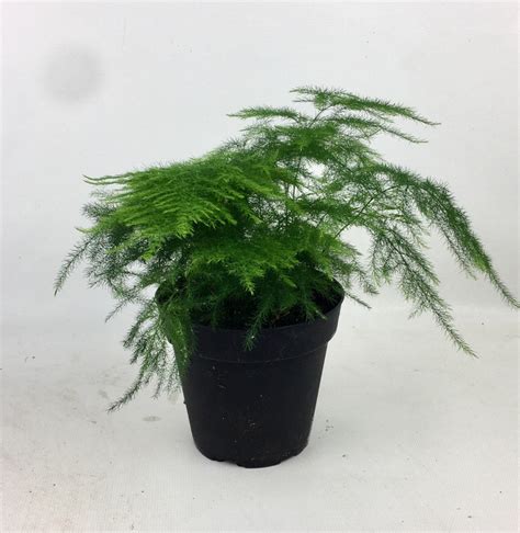 asparagus fern indoor plant   grow pot easy care etsy