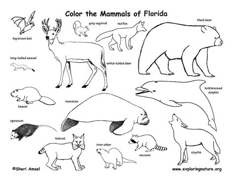 florida animal habitats animal coloring pages mammals