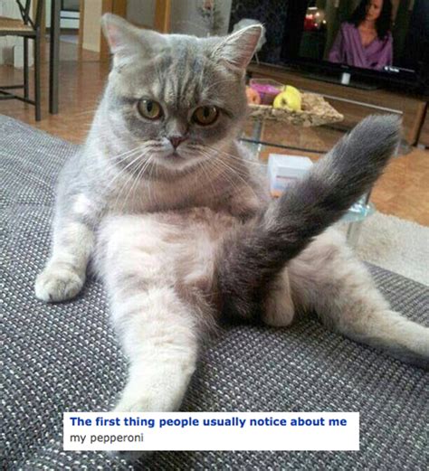 The 17 Creepiest Cats You Meet On Okcupid The Unwanted Blog