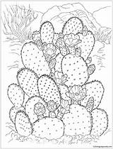 Cactus Pages Desert Prickly Pear Coloring Color Flowering Online Kids Printable Coloringpagesonly sketch template