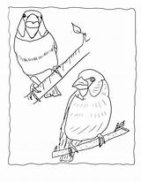 Hawfinch Finches Finch Library sketch template