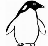 Pinguin Coloring Penguin Pages Cliparts Clipart Penguins Gif Drawing sketch template
