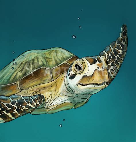 sea turtle drawing art prints and posters by michelle kondrich