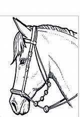 Cavalli Colorare Cavallo Adulti Disegno Disegnidacolorareperadulti Testa sketch template