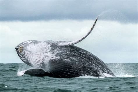 een walvis  bijna  miljoen euro waard de morgen