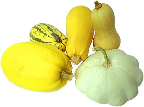 Cucurbits Melon Crops Vegetable Resources