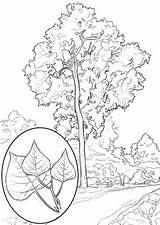 Cottonwood Coloring Trees Tree Drawing Eastern Printable Pages Hemlock Getdrawings Designlooter 480px 57kb sketch template