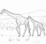 Coloring Giraffe Baby Pages Mother Drawing Realistic Adults Printable Animals Color Elephant Mom Moms Easy Cute Coloringbay Supercoloring Getdrawings Print sketch template